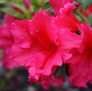 AZALEA EVERGREEN RED WINGS 2.4L