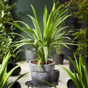 CORDYLINE GREEN GODDESS