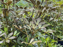 Load image into Gallery viewer, PSEUDOPANAX LESSONII PURPUREUM 4.0.L
