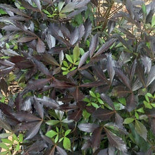 Load image into Gallery viewer, PSEUDOPANAX LESSONII PURPUREUM 4.0.L
