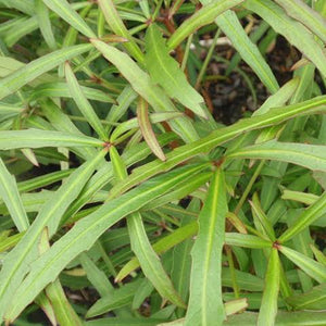 PSEUDOPANAX LESSONII LINEARIFOLIUS 4.0L