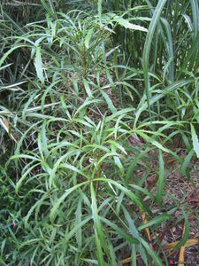 PSEUDOPANAX LESSONII LINEARIFOLIUS 4.0L