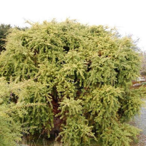 PODOCARPUS TOTARA PENDULA PB18