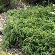 Load image into Gallery viewer, PODOCARPUS NIVALIS SNOW TOTARA 1.5L
