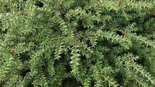 Load image into Gallery viewer, PODOCARPUS NIVALIS SNOW TOTARA 1.5L
