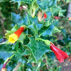 DESFONTAINIA SPINOSA CHILEAN HOLLY 3.3L