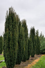 Load image into Gallery viewer, TAXUS BACCATA FASTIGIATA IRISH YEW 2.5L
