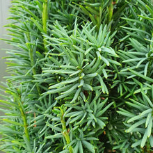 Load image into Gallery viewer, TAXUS BACCATA FASTIGIATA IRISH YEW 2.5L
