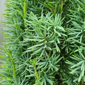 TAXUS BACCATA FASTIGIATA IRISH YEW 2.5L