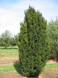 TAXUS BACCATA FASTIGIATA IRISH YEW 2.5L