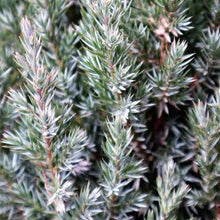 Load image into Gallery viewer, JUNIPERUS CHINENSIS PYRAMIDALIS 2.5L
