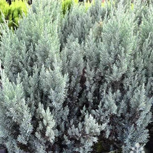 Load image into Gallery viewer, JUNIPERUS CHINENSIS PYRAMIDALIS 2.5L
