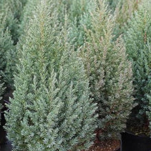 Load image into Gallery viewer, JUNIPERUS CHINENSIS PYRAMIDALIS 2.5L
