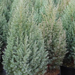 JUNIPERUS CHINENSIS PYRAMIDALIS 2.5L