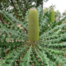 Load image into Gallery viewer, BANKSIA GRANDIS COASTAL BULL BANKSIA 2.5L
