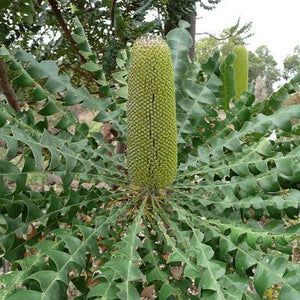 BANKSIA GRANDIS COASTAL BULL BANKSIA 2.5L