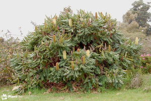 BANKSIA GRANDIS COASTAL BULL BANKSIA 2.5L