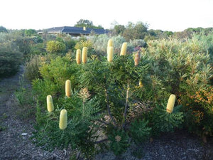 BANKSIA GRANDIS COASTAL BULL BANKSIA 2.5L