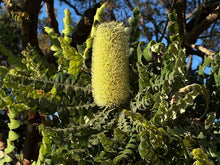 Load image into Gallery viewer, BANKSIA GRANDIS COASTAL BULL BANKSIA 2.5L
