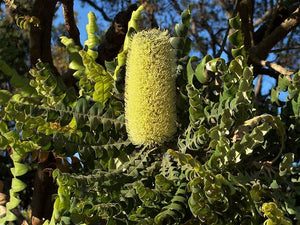 BANKSIA GRANDIS COASTAL BULL BANKSIA 2.5L