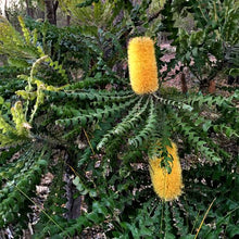 Load image into Gallery viewer, BANKSIA GRANDIS COASTAL BULL BANKSIA 2.5L
