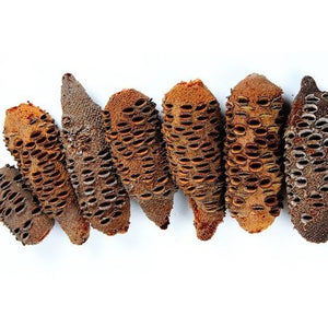 BANKSIA GRANDIS COASTAL BULL BANKSIA 2.5L