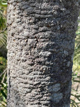 Load image into Gallery viewer, BANKSIA GRANDIS COASTAL BULL BANKSIA 2.5L
