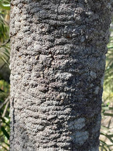 BANKSIA GRANDIS COASTAL BULL BANKSIA 2.5L