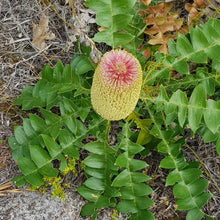 Load image into Gallery viewer, BANKSIA GRANDIS COASTAL BULL BANKSIA 2.5L
