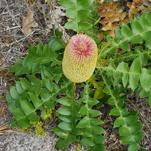 BANKSIA GRANDIS COASTAL BULL BANKSIA 2.5L