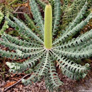 BANKSIA GRANDIS COASTAL BULL BANKSIA 2.5L