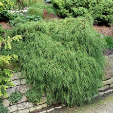 Load image into Gallery viewer, CHAMAECYPARIS PISIFERA FILIFERA NANA 2.5L
