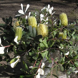 BANKSIA INTEGRIFOLIA ROLLER COASTER 3.3L