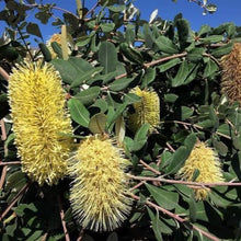 Load image into Gallery viewer, BANKSIA INTEGRIFOLIA ROLLER COASTER 3.3L
