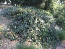 Load image into Gallery viewer, BANKSIA INTEGRIFOLIA ROLLER COASTER 3.3L
