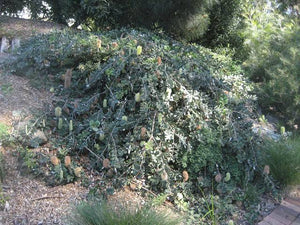 BANKSIA INTEGRIFOLIA ROLLER COASTER 3.3L