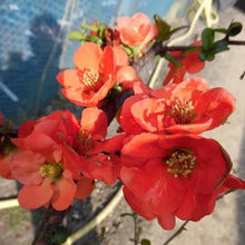 Load image into Gallery viewer, CHAENOMELES EARLY ORANGE 6.0L
