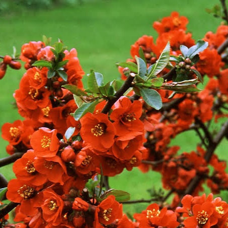 CHAENOMELES EARLY ORANGE 6.0L