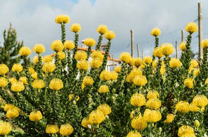 LEUCOSPERMUM HIGH GOLD 1.5L