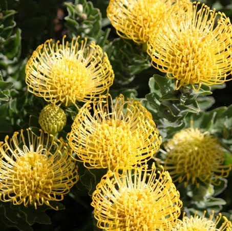 LEUCOSPERMUM HIGH GOLD 1.5L