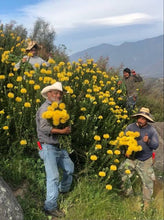 Load image into Gallery viewer, LEUCOSPERMUM HIGH GOLD 1.5L
