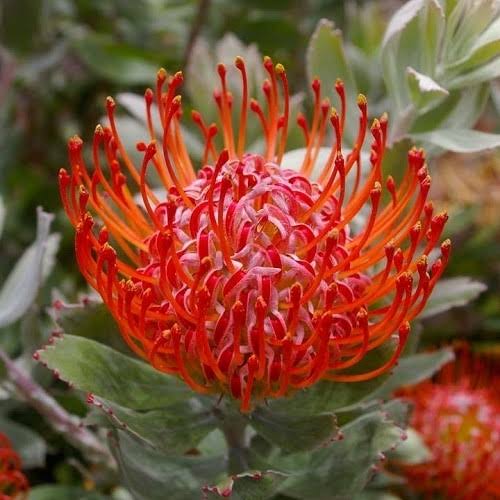 LEUCOSPERMUM AMARETTO 1.5L