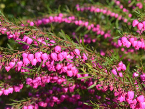 BORONIA HETEROPHYLLA LIPSTICK 2.5L