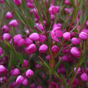 BORONIA HETEROPHYLLA LIPSTICK 2.5L