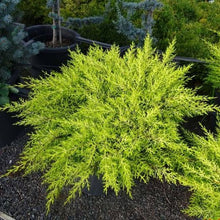 Load image into Gallery viewer, CUPRESSUS MACROCARPA GOLDEN HALO 2.5L
