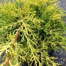 Load image into Gallery viewer, CUPRESSUS MACROCARPA GOLDEN HALO 2.5L
