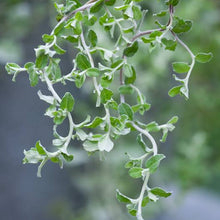 Load image into Gallery viewer, HELICHRYSUM SILVER MIST 14CM
