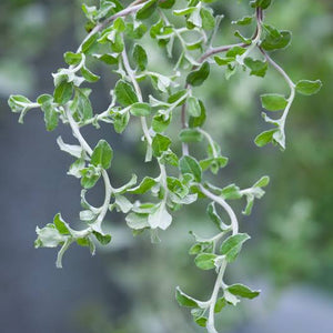 HELICHRYSUM SILVER MIST 14CM