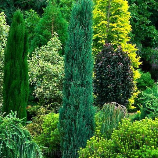 CUPRESSUS SEMPERVIRENS TOTEM BLUE 2.5L