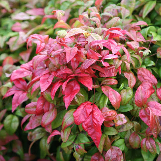 NANDINA FIREPOWER 4.0L